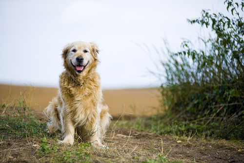 動物,犬,猫,しつけ,飼い方,育て方,病気,健康