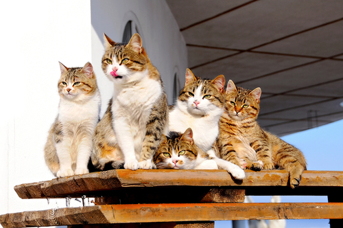 動物,犬,猫,しつけ,飼い方,育て方,病気,健康