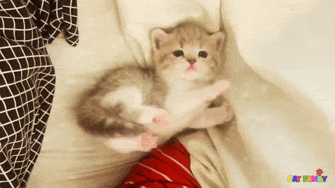動物,犬,猫,しつけ,飼い方,育て方,病気,健康