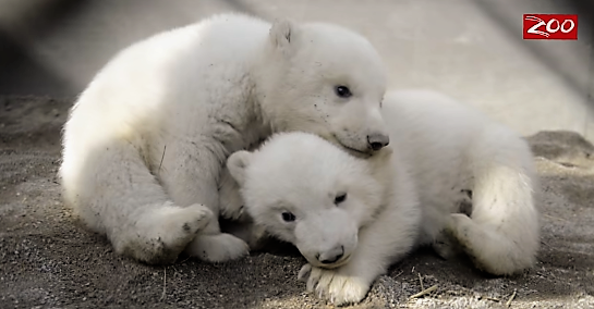 アメリカの動物園で生まれた2頭の双子のシロクマが天使すぎると話題に…(*´Д`)