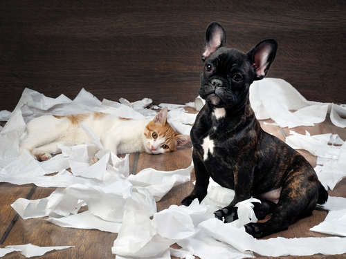 動物,犬,猫,しつけ,飼い方,育て方,病気,健康