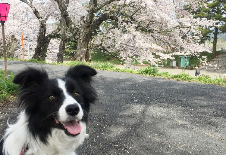 春だ! 桜だ! 愛犬と一緒に楽しめる、関東のお花見スポット特集