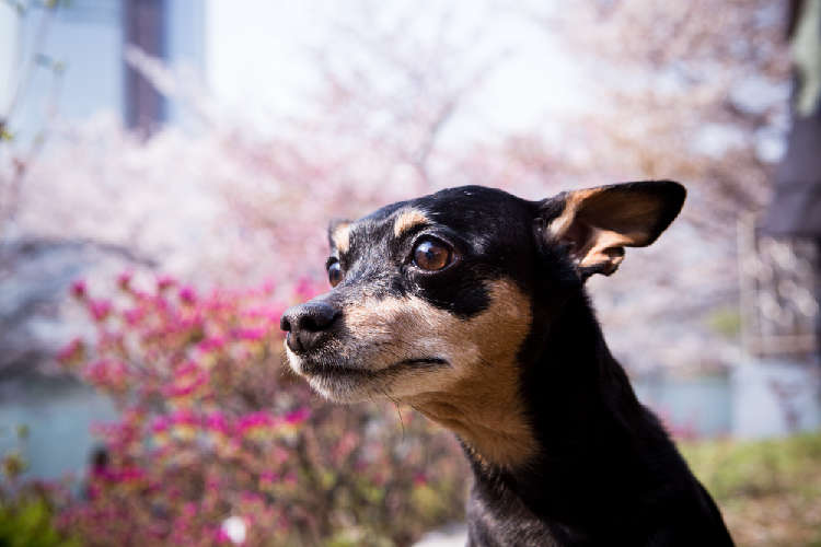 “犬連れ”でお花見を楽しむコツとは?どんなことに注意すればいいの?