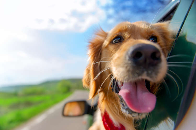 愛犬も一緒に楽しくおでかけ! ペットと泊まれる、関東近郊のこだわり宿