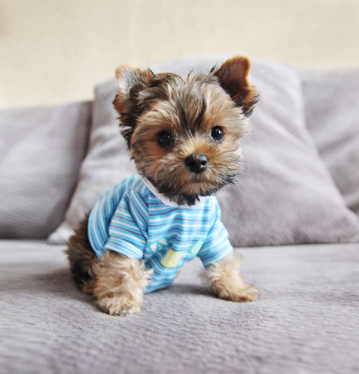 動物,犬,猫,しつけ,飼い方,育て方,病気,健康