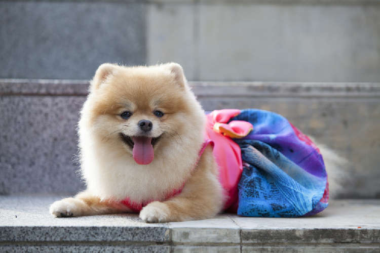 動物,犬,猫,しつけ,飼い方,育て方,病気,健康
