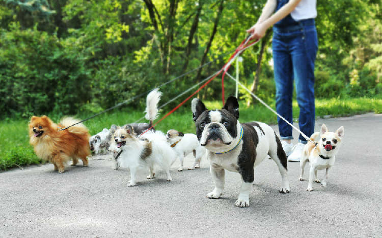 動物,犬,猫,しつけ,飼い方,育て方,病気,健康