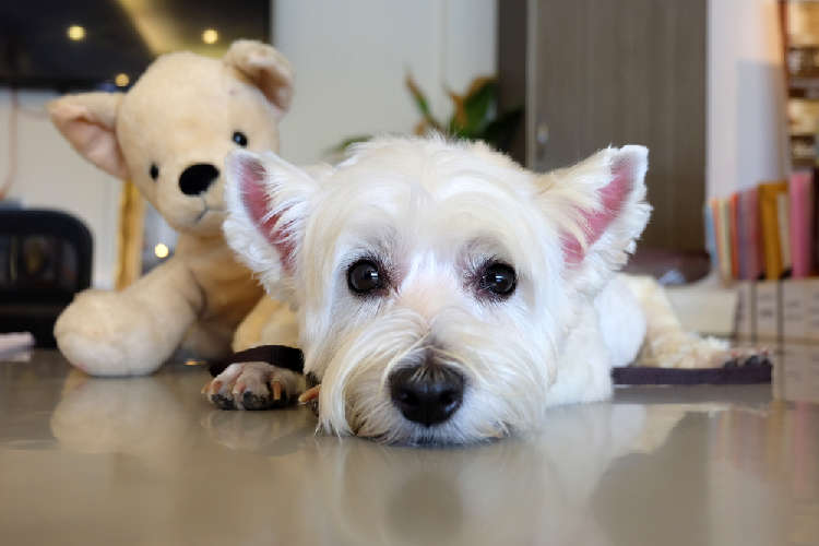 動物,犬,猫,しつけ,飼い方,育て方,病気,健康