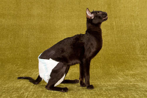 病気や老猫の介護に! 猫ちゃんの紙おむつ特集