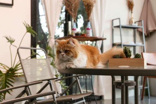 猫に会いに行くだけで猫のレスキューに繋がる「保護猫カフェ」に行ってみよう!