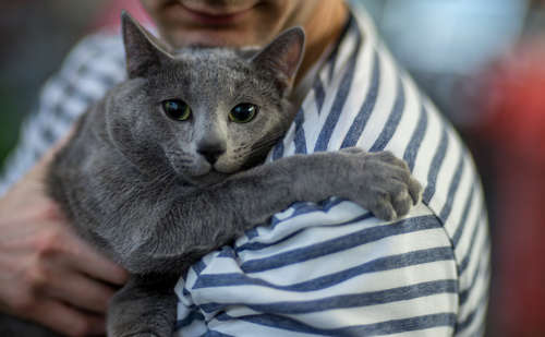 【猫の飼い方】猫を飼うのって、どうしたらいいの?どんな生活になるの?