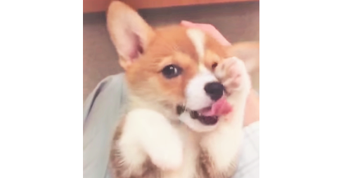 【その組み合わせは反則級♡】ニャンコみたいな動きを習得したコーギーが可愛くて困った(*ノωノ)!