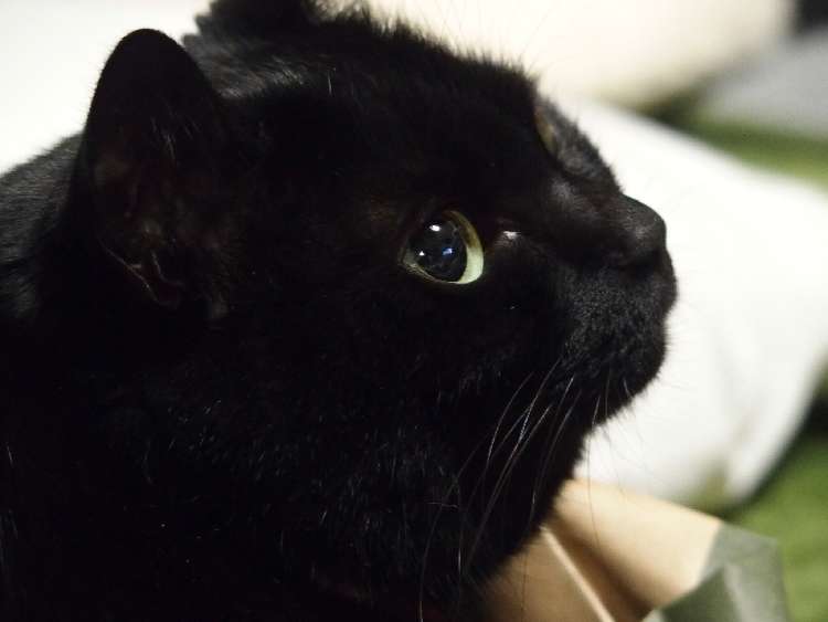 動物,犬,猫,しつけ,飼い方,育て方,病気,健康