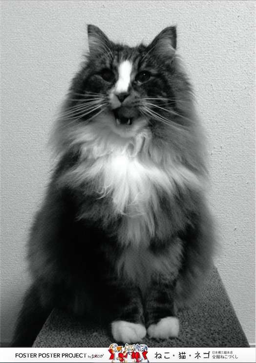 動物,犬,猫,しつけ,飼い方,育て方,病気,健康