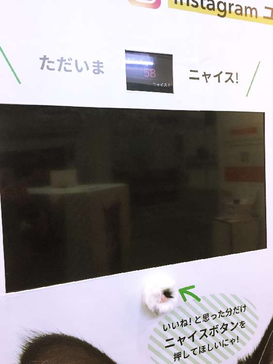 動物,犬,猫,しつけ,飼い方,育て方,病気,健康