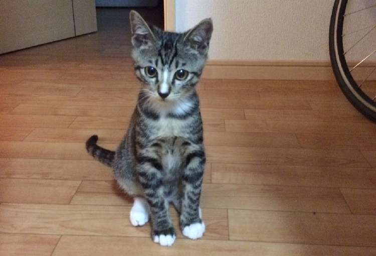 噂の元野良猫