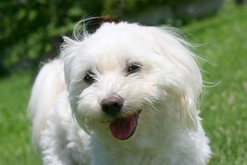 動物,犬,猫,しつけ,飼い方,育て方,病気,健康