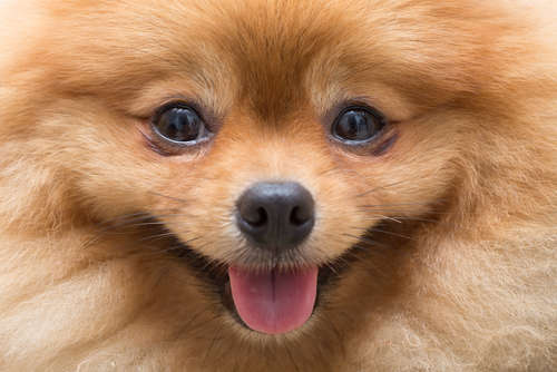 動物,犬,猫,しつけ,飼い方,育て方,病気,健康