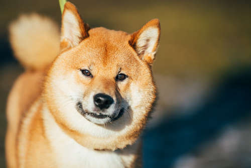 動物,犬,猫,しつけ,飼い方,育て方,病気,健康