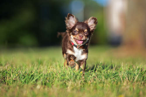動物,犬,猫,しつけ,飼い方,育て方,病気,健康