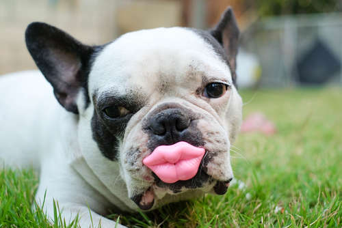 動物,犬,猫,しつけ,飼い方,育て方,病気,健康