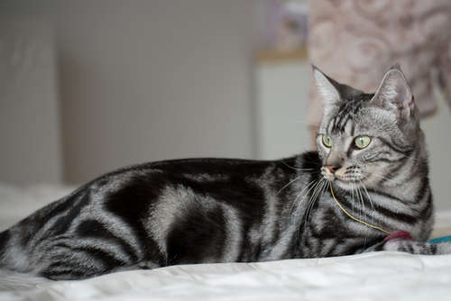 動物,犬,猫,しつけ,飼い方,育て方,病気,健康