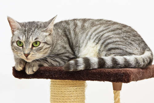 動物,犬,猫,しつけ,飼い方,育て方,病気,健康