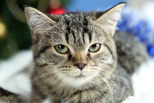動物,犬,猫,しつけ,飼い方,育て方,病気,健康