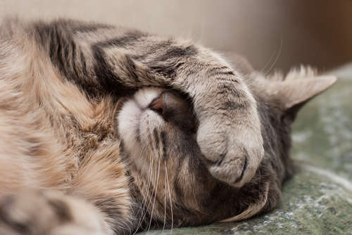 動物,犬,猫,しつけ,飼い方,育て方,病気,健康