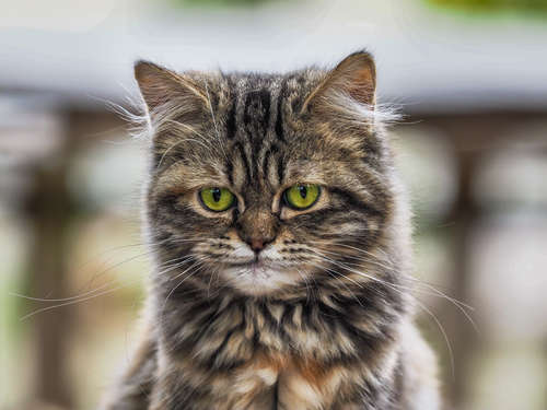 動物,犬,猫,しつけ,飼い方,育て方,病気,健康