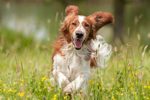 動物,犬,猫,しつけ,飼い方,育て方,病気,健康