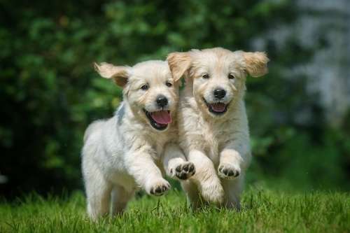 動物,犬,猫,しつけ,飼い方,育て方,病気,健康
