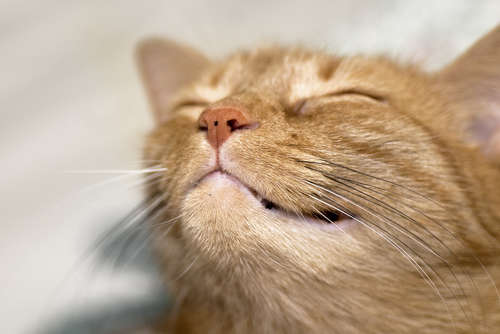 動物,犬,猫,しつけ,飼い方,育て方,病気,健康