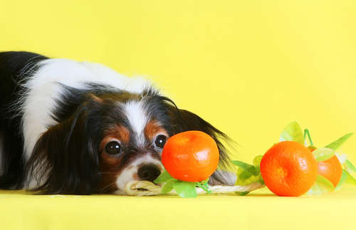 動物,犬,猫,しつけ,飼い方,育て方,病気,健康