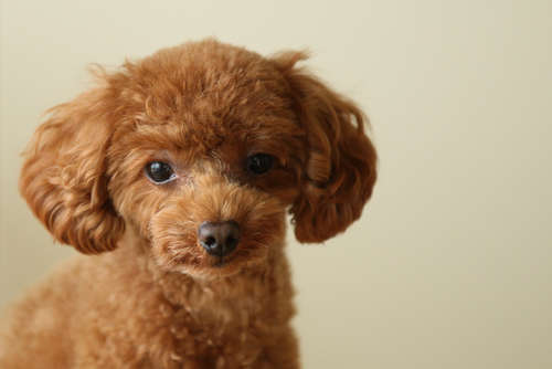 動物,犬,猫,しつけ,飼い方,育て方,病気,健康