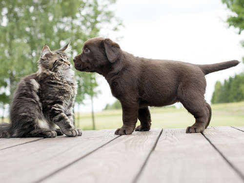 動物,犬,猫,しつけ,飼い方,育て方,病気,健康