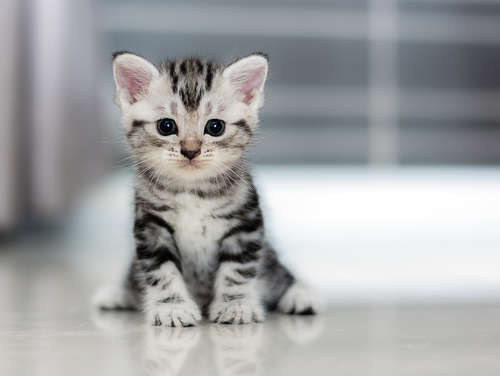 動物,犬,猫,しつけ,飼い方,育て方,病気,健康