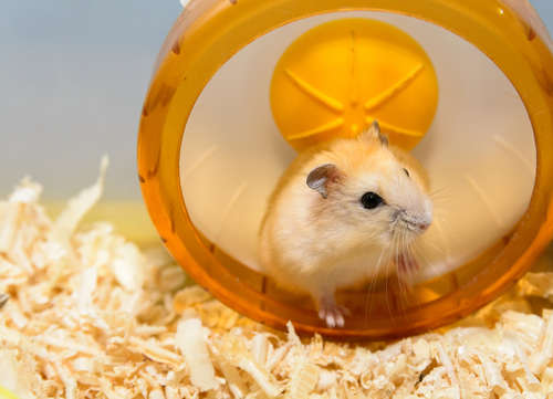 動物,犬,猫,しつけ,飼い方,育て方,病気,健康