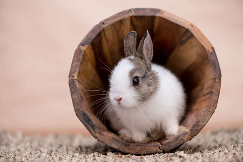 動物,犬,猫,しつけ,飼い方,育て方,病気,健康