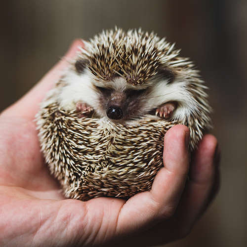 動物,犬,猫,しつけ,飼い方,育て方,病気,健康
