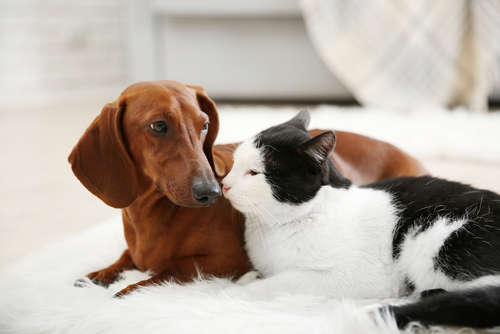 動物,犬,猫,しつけ,飼い方,育て方,病気,健康