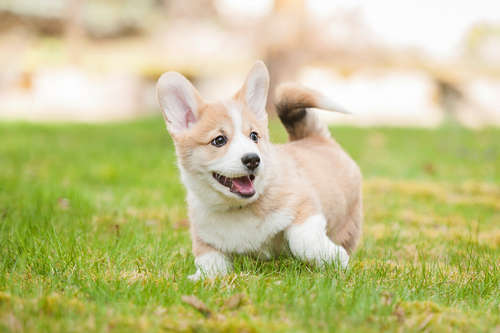 動物,犬,猫,しつけ,飼い方,育て方,病気,健康