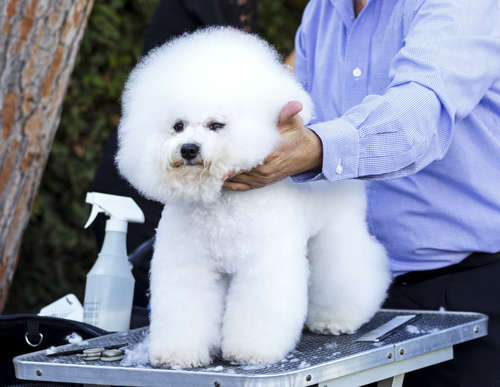 動物,犬,猫,しつけ,飼い方,育て方,病気,健康