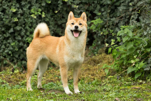 動物,犬,猫,しつけ,飼い方,育て方,病気,健康