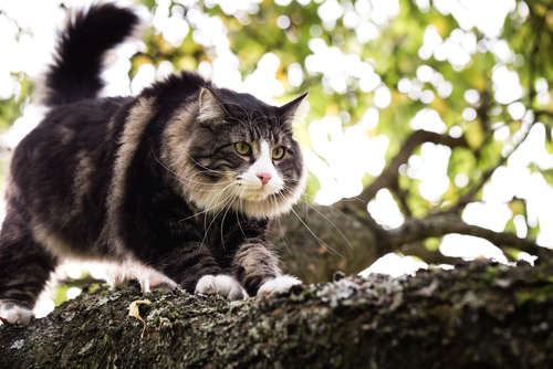 動物,犬,猫,しつけ,飼い方,育て方,病気,健康