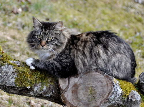 動物,犬,猫,しつけ,飼い方,育て方,病気,健康