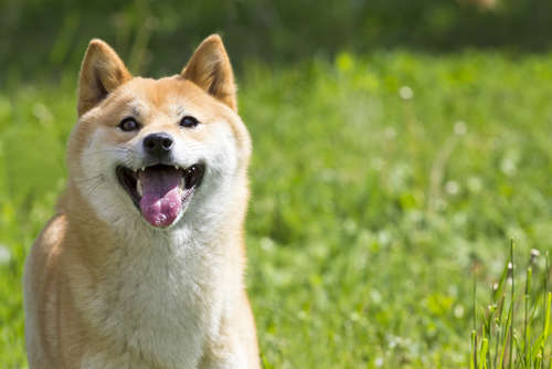 動物,犬,猫,しつけ,飼い方,育て方,病気,健康