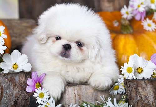 動物,犬,猫,しつけ,飼い方,育て方,病気,健康