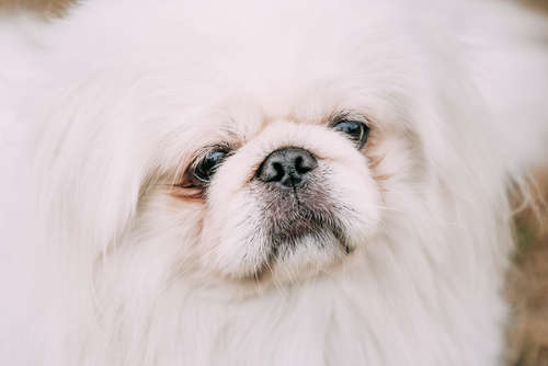 動物,犬,猫,しつけ,飼い方,育て方,病気,健康
