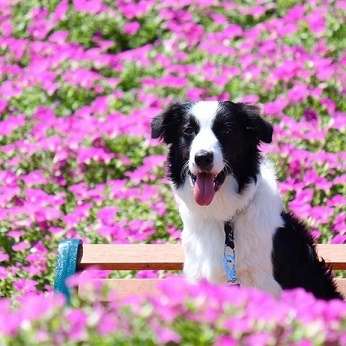 動物,犬,猫,しつけ,飼い方,育て方,病気,健康